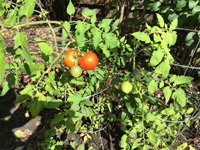 Tomato Plants