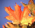 autumn-leaves3a-20p.jpg (3468 bytes)